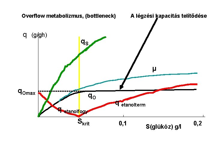 Overflow metabolizmus, (bottleneck) q (g/gh) A légzési kapacitás telítődése q. S μ q. Omax