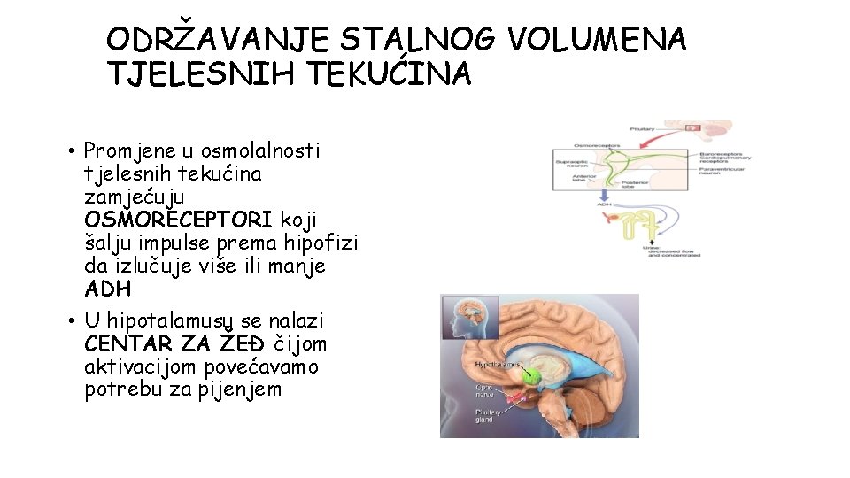 ODRŽAVANJE STALNOG VOLUMENA TJELESNIH TEKUĆINA • Promjene u osmolalnosti tjelesnih tekućina zamjećuju OSMORECEPTORI koji