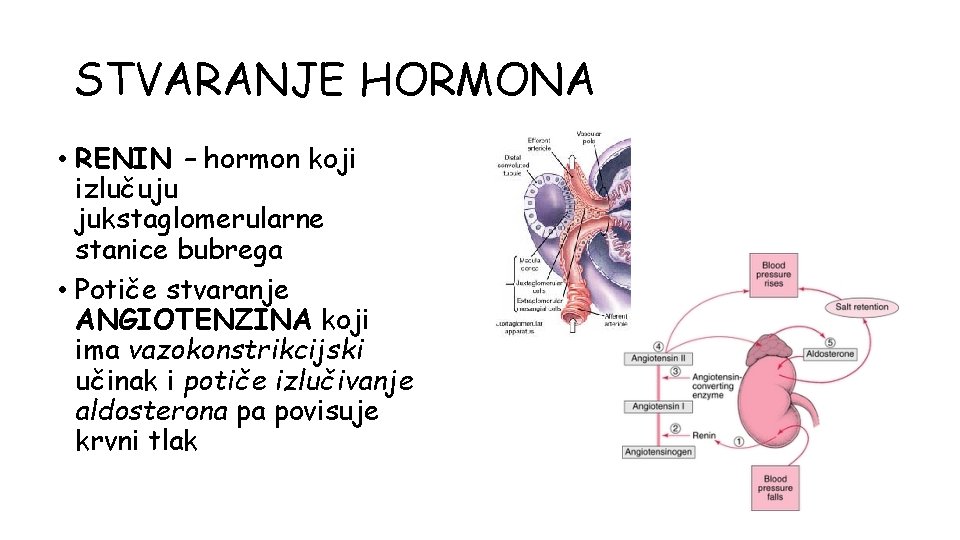 STVARANJE HORMONA • RENIN – hormon koji izlučuju jukstaglomerularne stanice bubrega • Potiče stvaranje