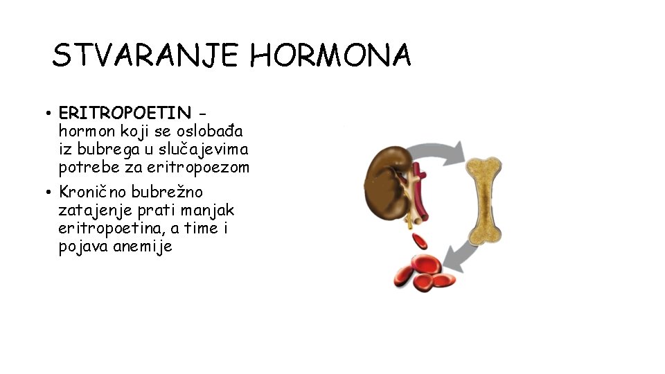 STVARANJE HORMONA • ERITROPOETIN hormon koji se oslobađa iz bubrega u slučajevima potrebe za