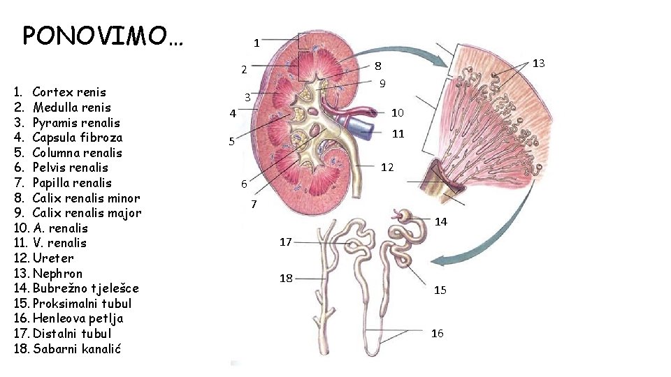 PONOVIMO… 1 1. Cortex renis 2. Medulla renis 3. Pyramis renalis 4. Capsula fibroza