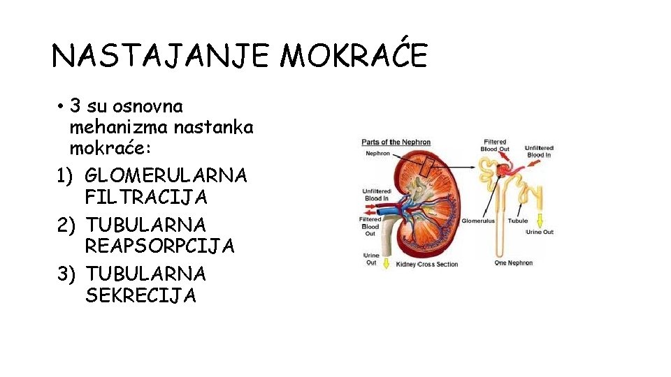 NASTAJANJE MOKRAĆE • 3 su osnovna mehanizma nastanka mokraće: 1) GLOMERULARNA FILTRACIJA 2) TUBULARNA