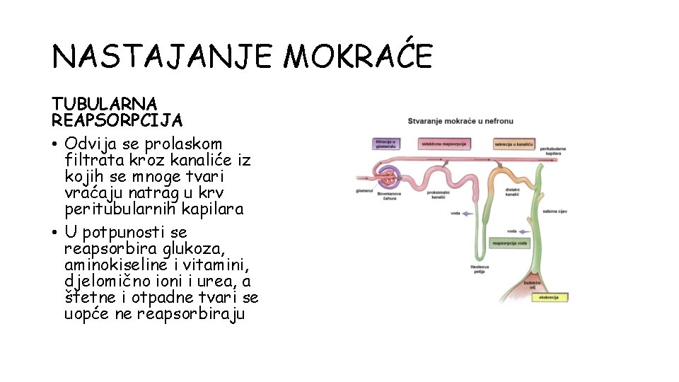 NASTAJANJE MOKRAĆE TUBULARNA REAPSORPCIJA • Odvija se prolaskom filtrata kroz kanaliće iz kojih se