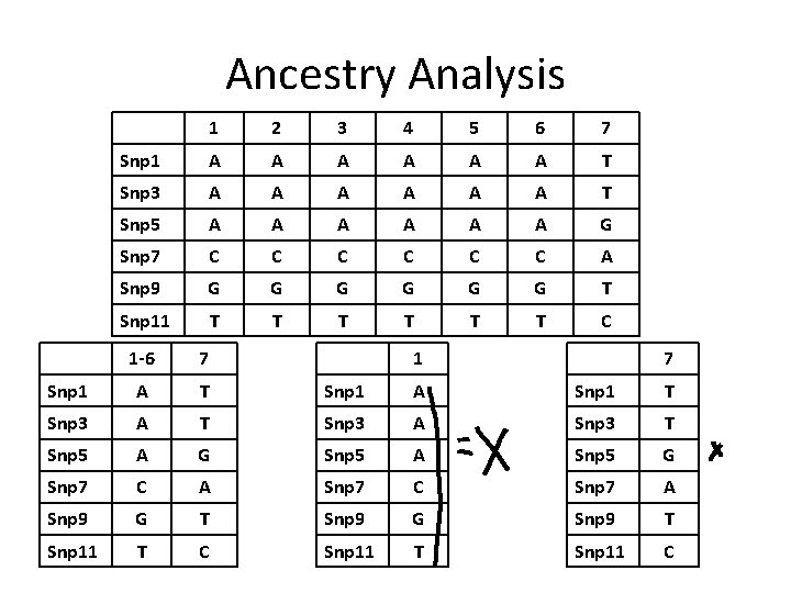 Ancestry Analysis 1 2 3 4 5 6 7 Snp 1 A A A