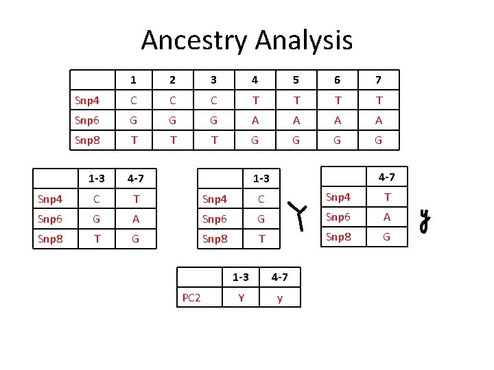 Ancestry Analysis 1 2 3 4 5 6 7 Snp 4 C C C