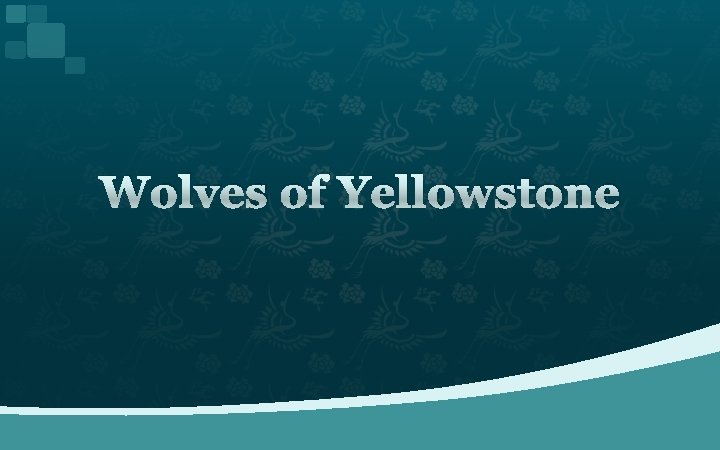 Wolves of Yellowstone 