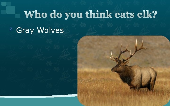 Who do you think eats elk? ² Gray Wolves 