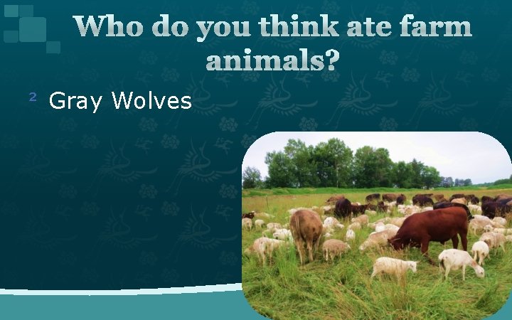 Who do you think ate farm animals? ² Gray Wolves 