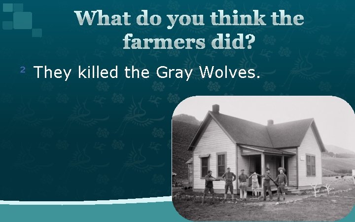 What do you think the farmers did? ² They killed the Gray Wolves. 