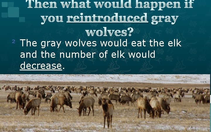 Then what would happen if you reintroduced gray wolves? ² The gray wolves would