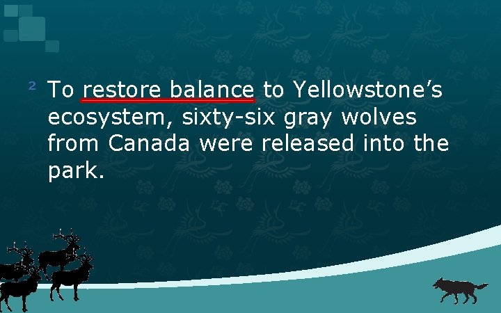 ² To restore balance to Yellowstone’s ecosystem, sixty-six gray wolves from Canada were released