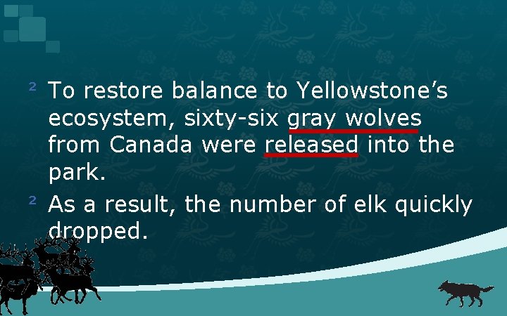 ² To restore balance to Yellowstone’s ecosystem, sixty-six gray wolves from Canada were released