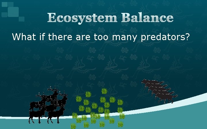 Ecosystem Balance What if there are too many predators? 