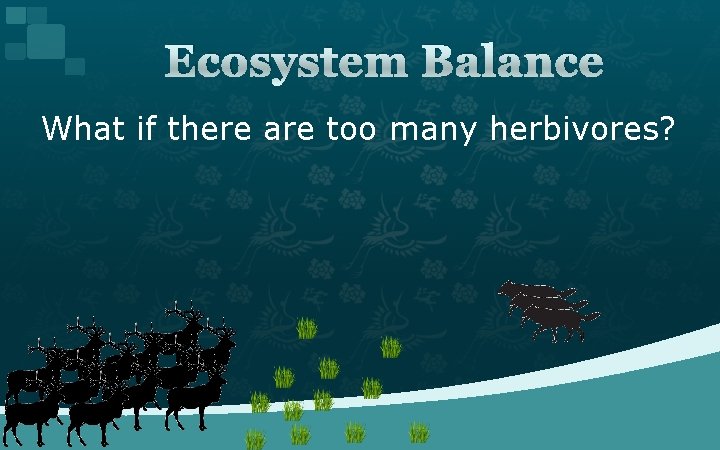 Ecosystem Balance What if there are too many herbivores? 