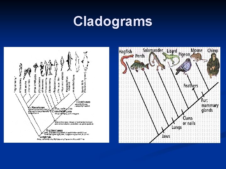 Cladograms 