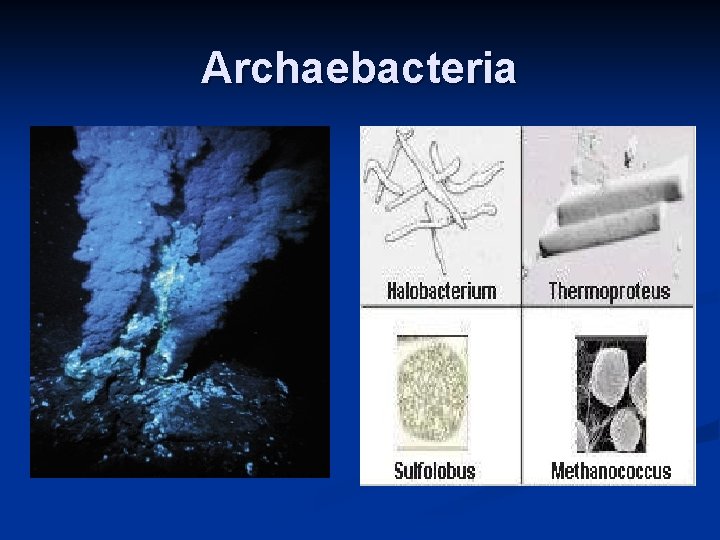 Archaebacteria 