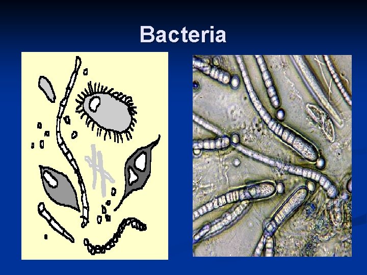 Bacteria 