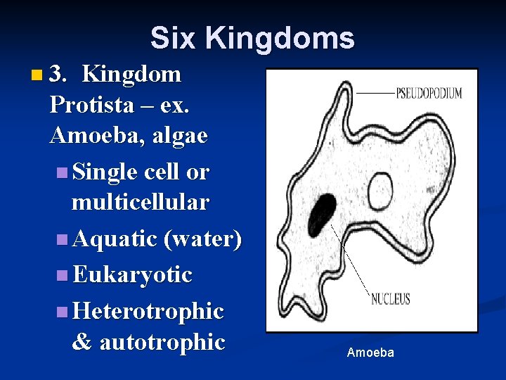 Six Kingdoms n 3. Kingdom Protista – ex. Amoeba, algae n Single cell or
