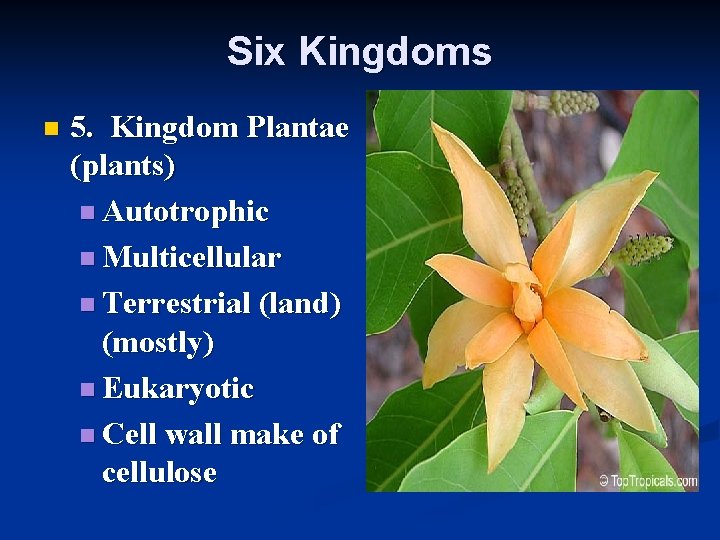 Six Kingdoms n 5. Kingdom Plantae (plants) n Autotrophic n Multicellular n Terrestrial (land)