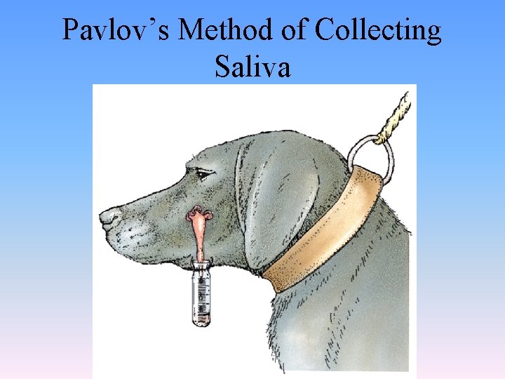 Pavlov’s Method of Collecting Saliva 