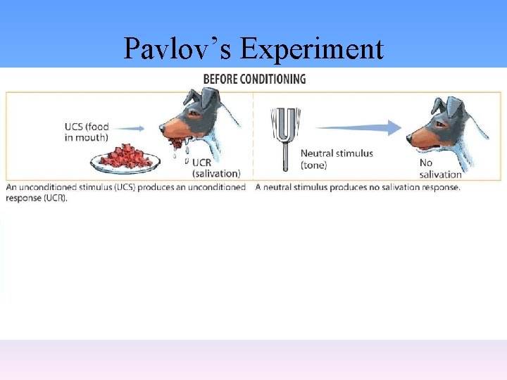 Pavlov’s Experiment 