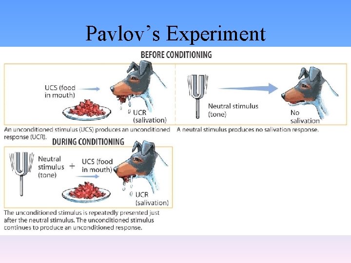 Pavlov’s Experiment 