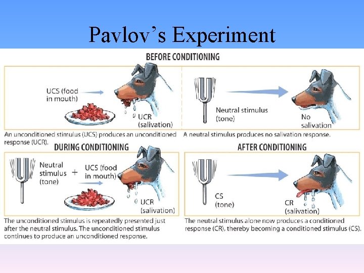 Pavlov’s Experiment 