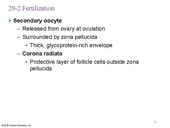 29 -2 Fertilization § Secondary oocyte – Released from ovary at ovulation – Surrounded
