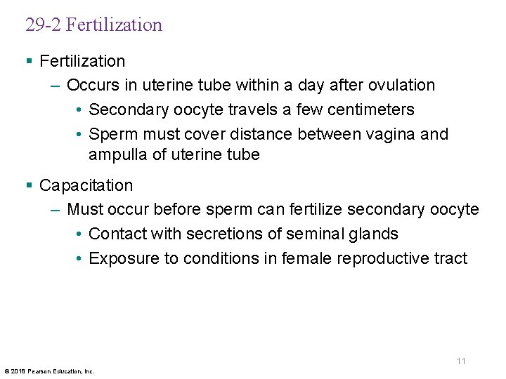 29 -2 Fertilization § Fertilization – Occurs in uterine tube within a day after