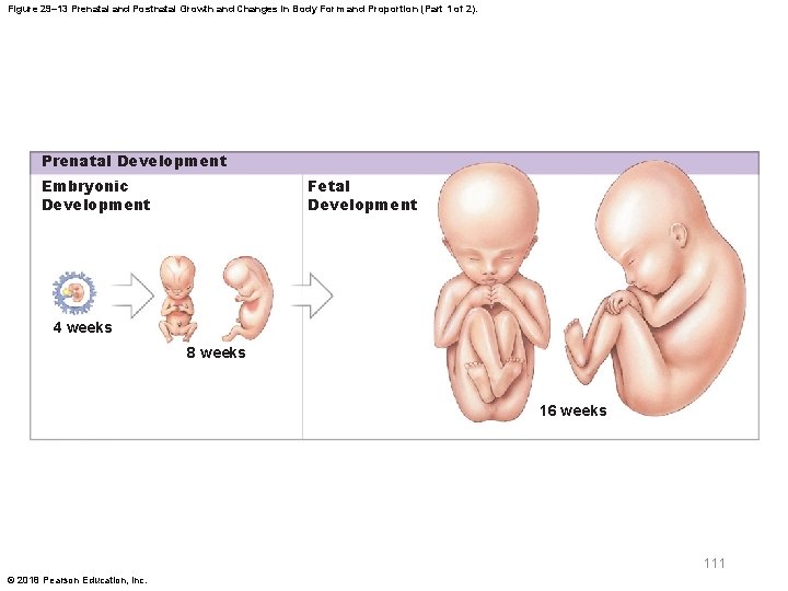 Figure 29– 13 Prenatal and Postnatal Growth and Changes in Body Form and Proportion