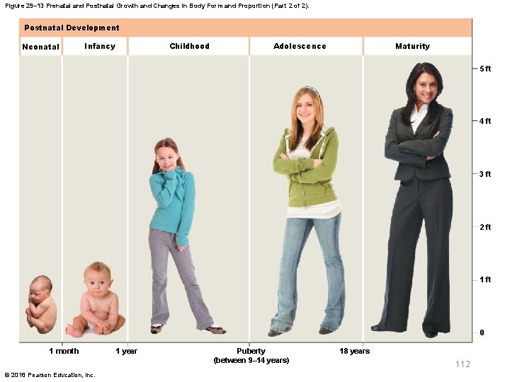 Figure 29– 13 Prenatal and Postnatal Growth and Changes in Body Form and Proportion