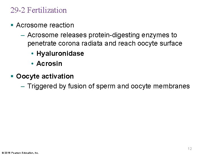 29 -2 Fertilization § Acrosome reaction – Acrosome releases protein-digesting enzymes to penetrate corona