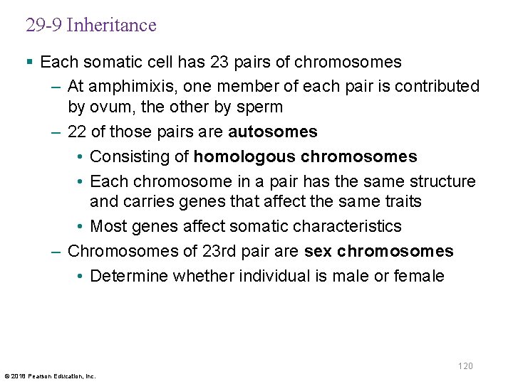 29 -9 Inheritance § Each somatic cell has 23 pairs of chromosomes – At