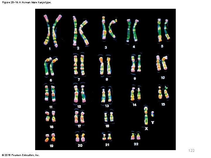 Figure 29– 14 A Human Male Karyotype. 122 © 2018 Pearson Education, Inc. 