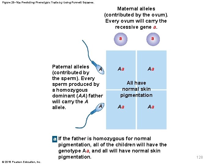 Figure 29– 16 a Predicting Phenotypic Traits by Using Punnett Squares. Maternal alleles (contributed