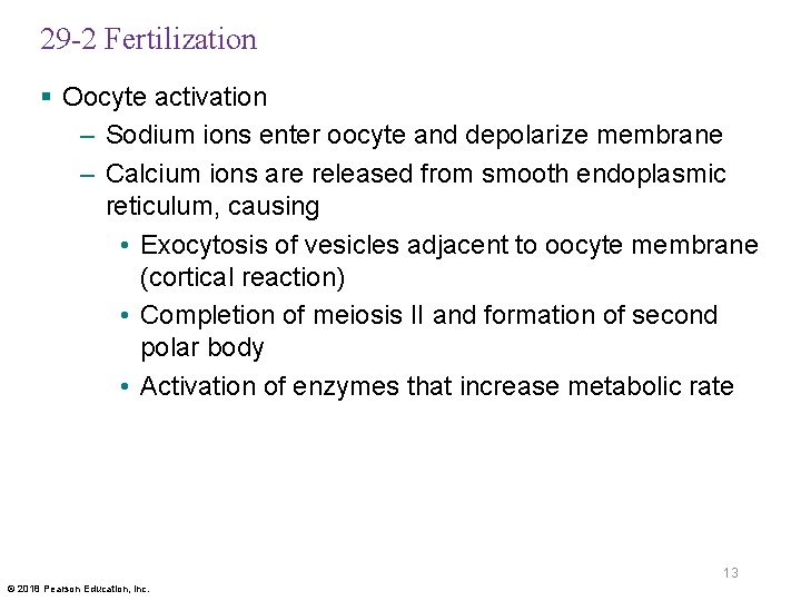 29 -2 Fertilization § Oocyte activation – Sodium ions enter oocyte and depolarize membrane