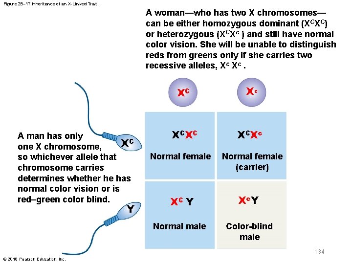 Figure 29– 17 Inheritance of an X-Linked Trait. A woman—who has two X chromosomes—