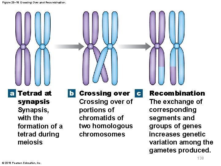 Figure 29– 18 Crossing Over and Recombination. a Tetrad at b Crossing over c