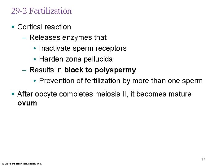 29 -2 Fertilization § Cortical reaction – Releases enzymes that • Inactivate sperm receptors