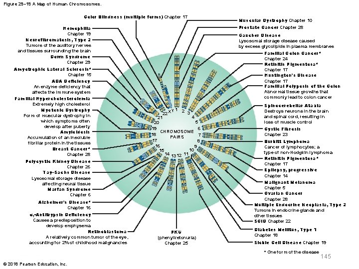 Figure 29– 19 A Map of Human Chromosomes. Color Blindness (multiple forms) Chapter 17