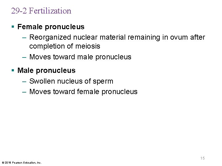 29 -2 Fertilization § Female pronucleus – Reorganized nuclear material remaining in ovum after