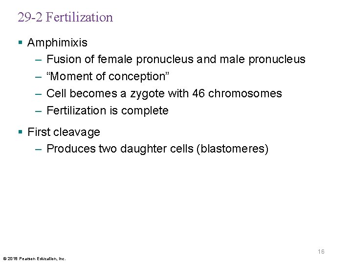 29 -2 Fertilization § Amphimixis – Fusion of female pronucleus and male pronucleus –