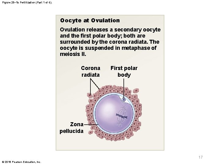 Figure 29– 1 b Fertilization (Part 1 of 6). Oocyte at Ovulation releases a