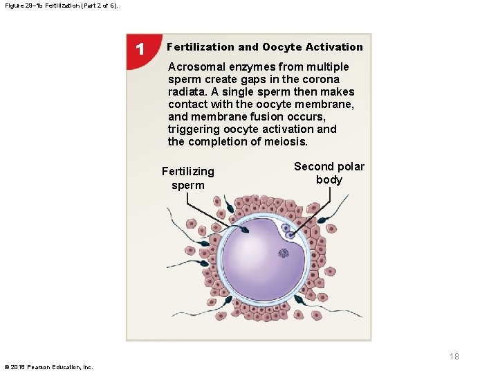 Figure 29– 1 b Fertilization (Part 2 of 6). 1 Fertilization and Oocyte Activation
