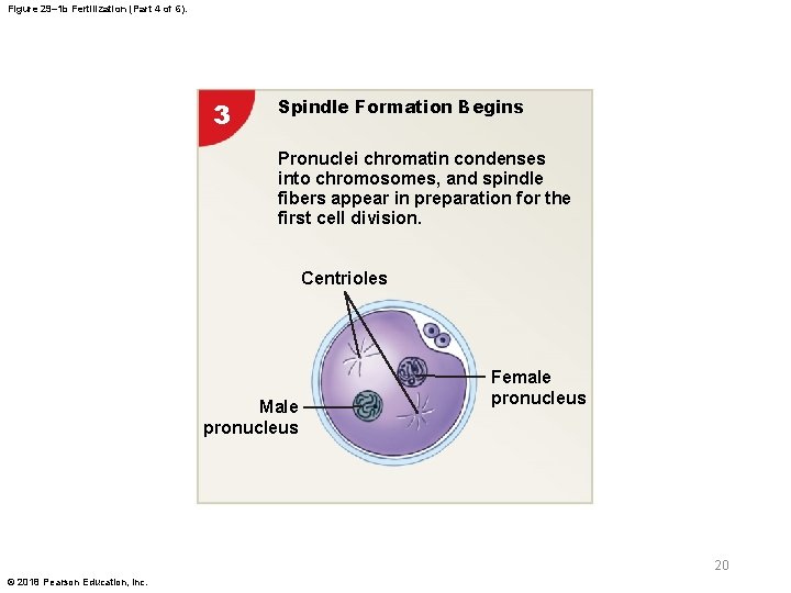 Figure 29– 1 b Fertilization (Part 4 of 6). 3 Spindle Formation Begins Pronuclei