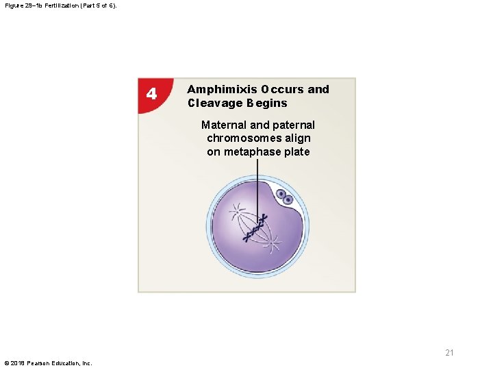 Figure 29– 1 b Fertilization (Part 5 of 6). 4 Amphimixis Occurs and Cleavage