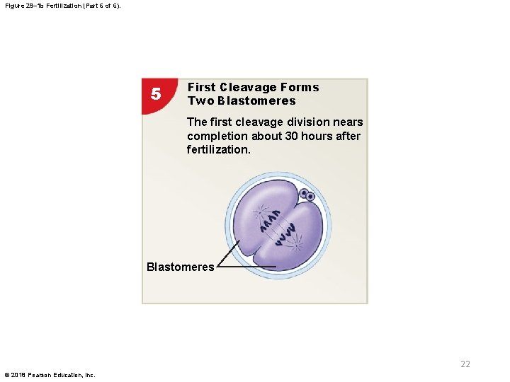 Figure 29– 1 b Fertilization (Part 6 of 6). 5 First Cleavage Forms Two