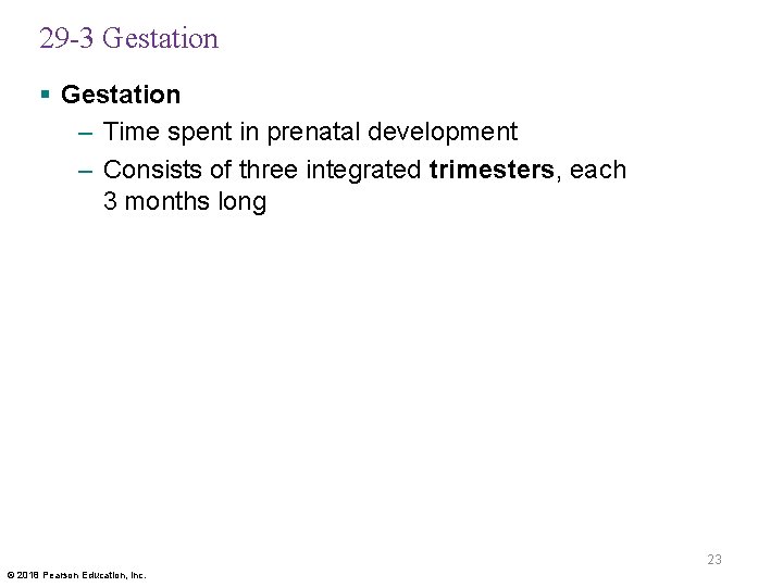 29 -3 Gestation § Gestation – Time spent in prenatal development – Consists of