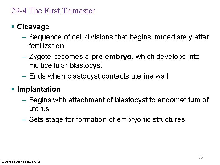 29 -4 The First Trimester § Cleavage – Sequence of cell divisions that begins