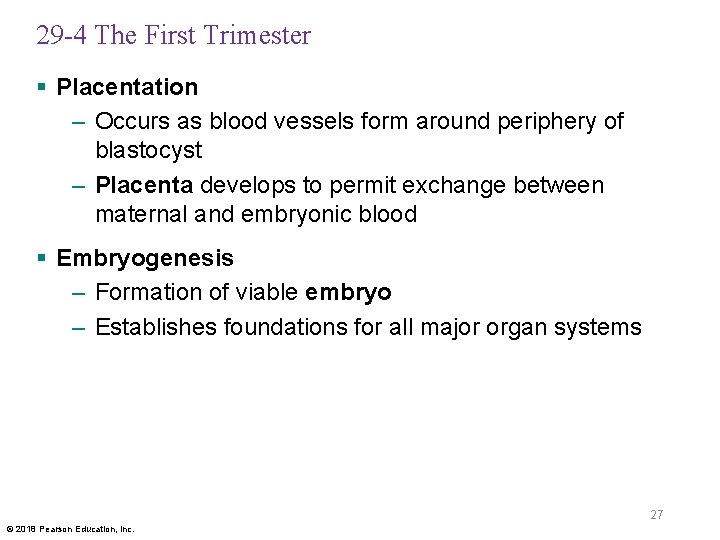 29 -4 The First Trimester § Placentation – Occurs as blood vessels form around